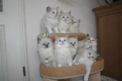 Ragdoll koťata